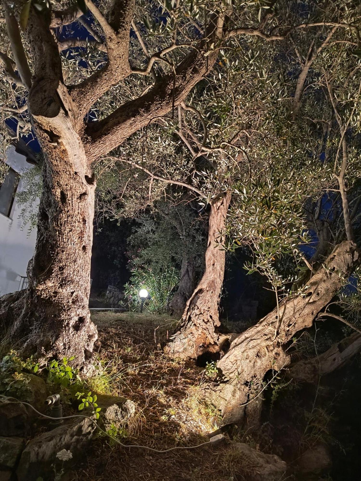 L'Antica Quercia B&B Castell'Umberto Dış mekan fotoğraf
